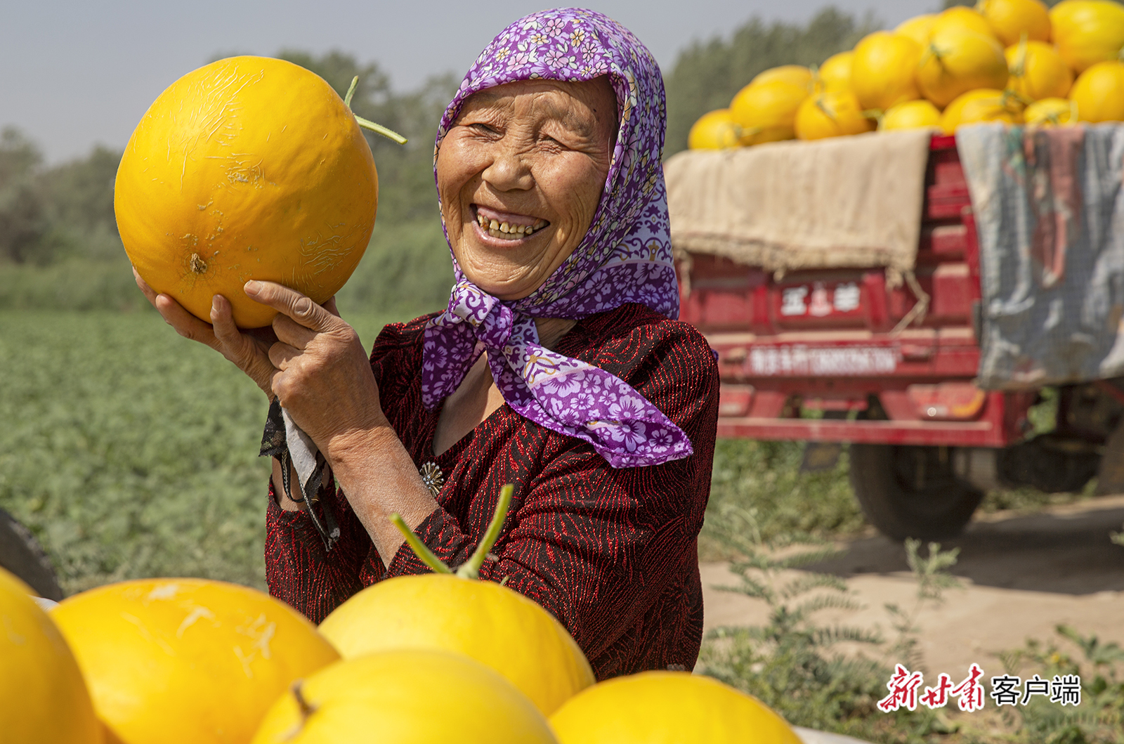 民勤县收成镇珍宝村农户采摘蜜瓜