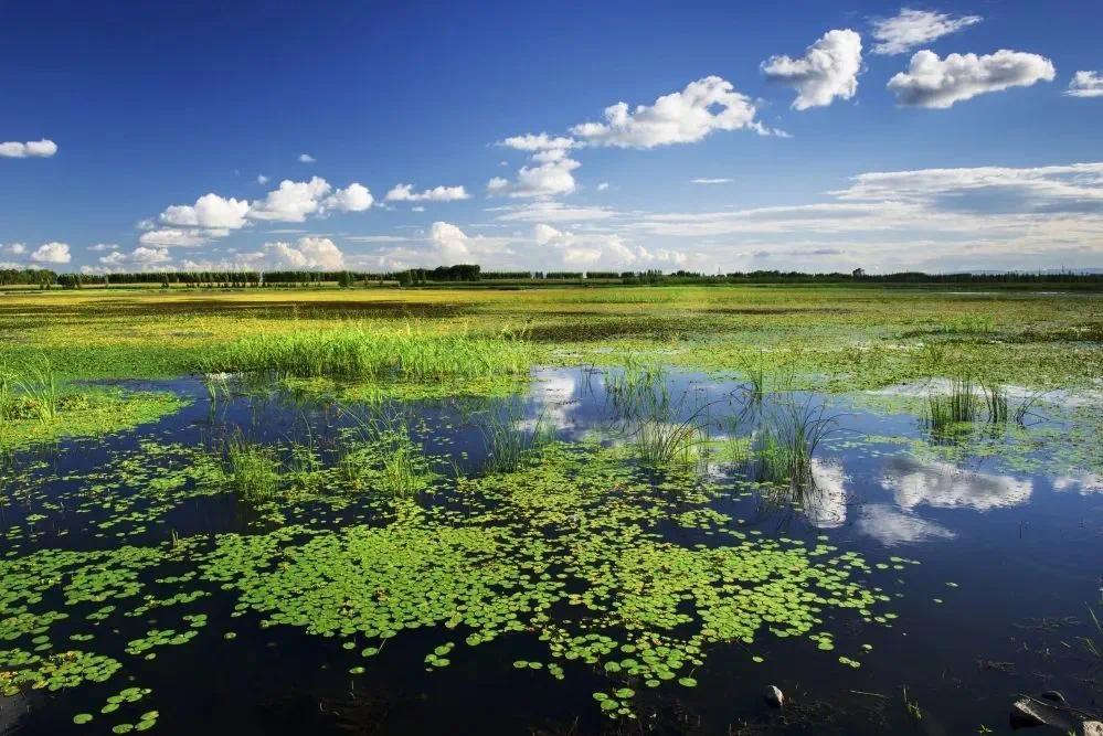 坐标双鸭山!蒹葭秋雪 湿地如画凤凰网黑龙江_凤凰网