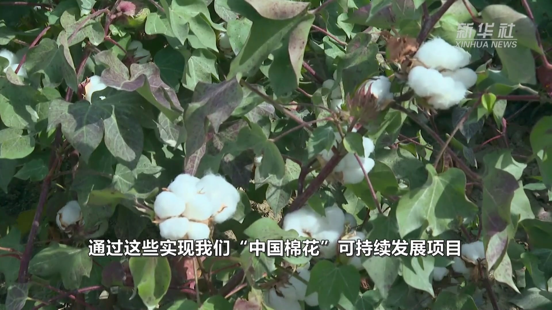 首批按“中国标准”生产的棉花进入审核认证环节