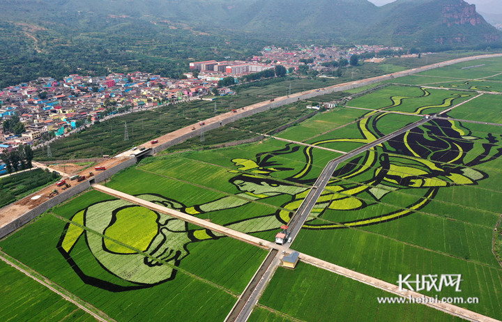 涉县太行红河谷“女娲补天”巨幅彩色稻田画航拍图。