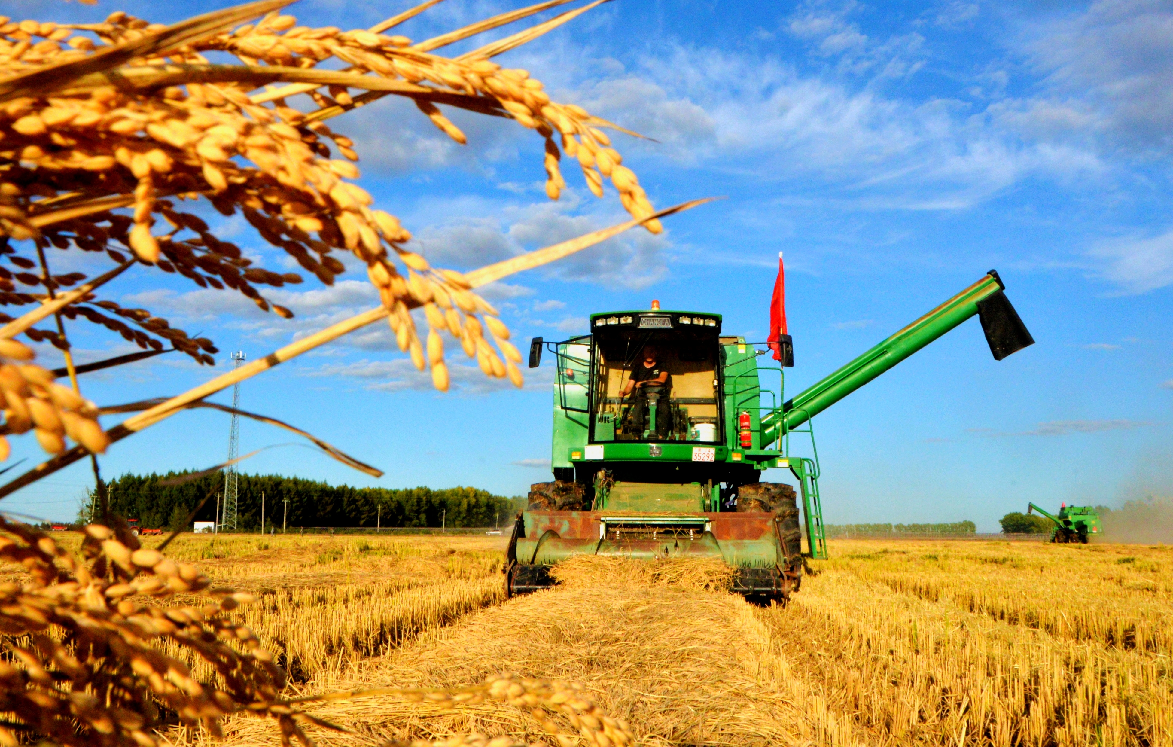 五星山下收割机正在作业"我是管理区第一个进行水稻开镰割晒的,目前