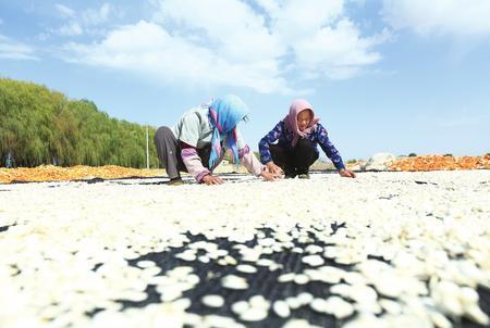 9月19日，嘉峪关市新城镇2100余亩制种南瓜喜获丰收，农户抢抓农时采摘、脱籽、清洗、晾晒，田间地头、晾晒场一派繁忙的秋收景象。新甘肃&middot;甘肃经济日报通讯员 马玉福 摄