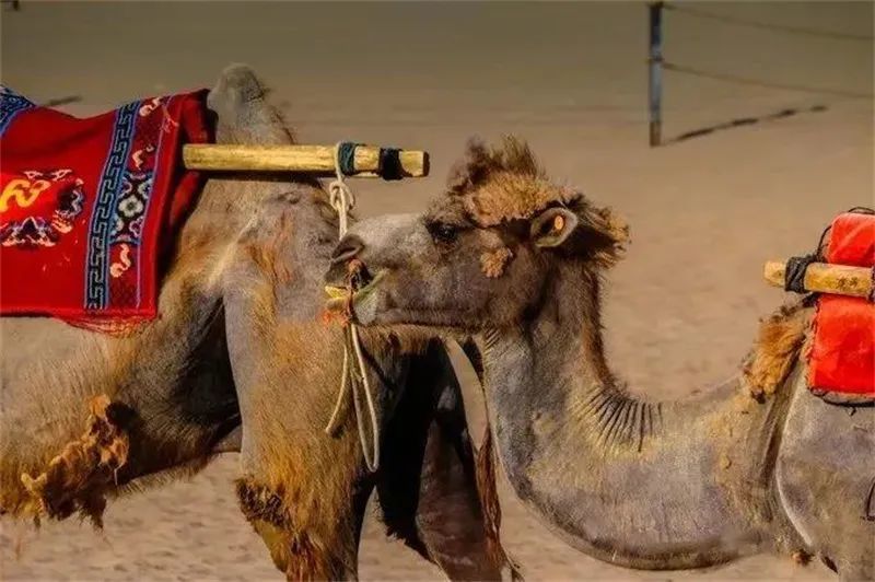 畅游敦煌的N种正确打开方式，你解锁了吗？