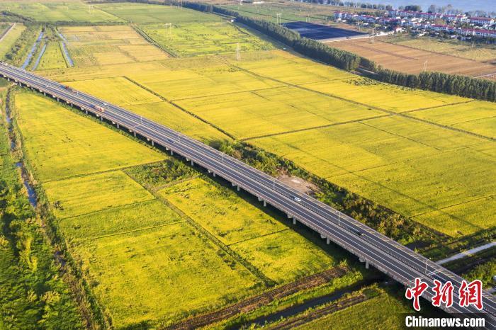 时下，水稻进入了成熟期，到处是一片金黄。从空中俯瞰，九景高速公路如长龙一般，穿越乡村田野。　祝兴勇 摄