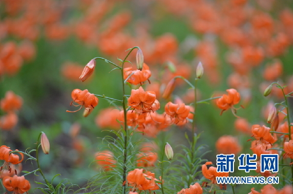 盛开的百合花 （资料图）七里河区委宣传部供图