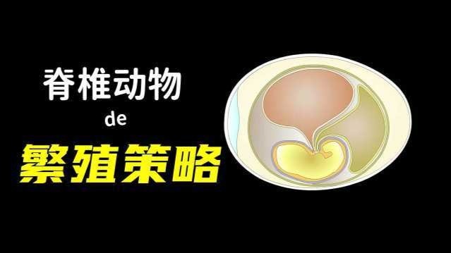 脊椎动物，是怎样一步步改进繁殖策略的？