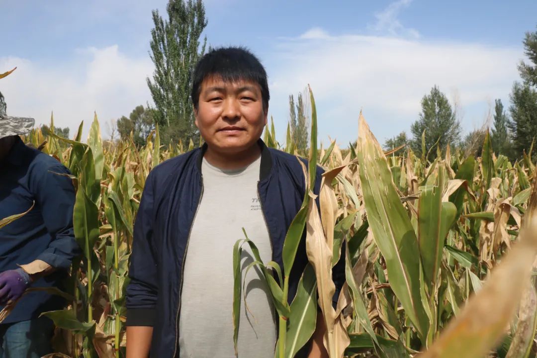 庄稼地里铺“黄金” 肃州丰乐镇超2万亩制种玉米丰收忙