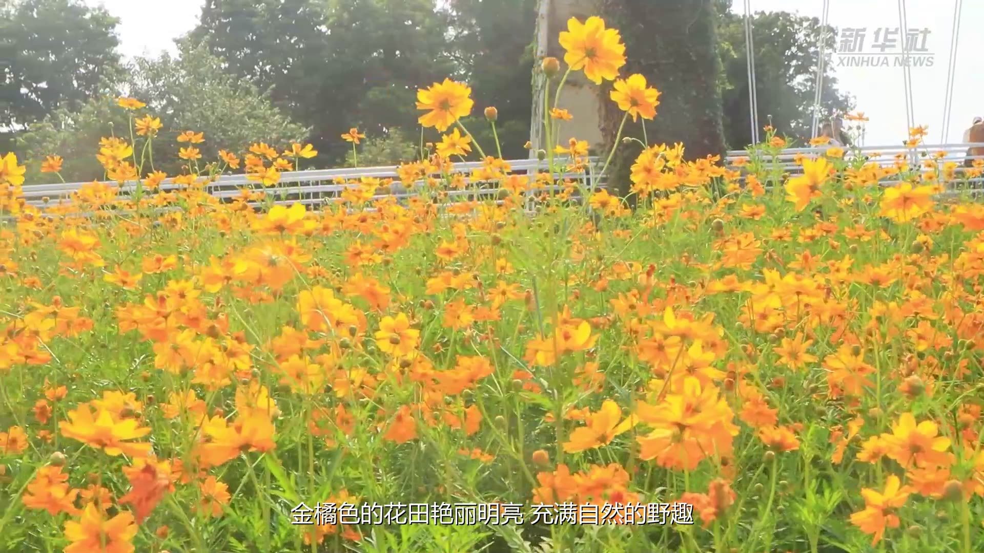 广州海珠湿地：两万平米硫华菊绚烂盛开