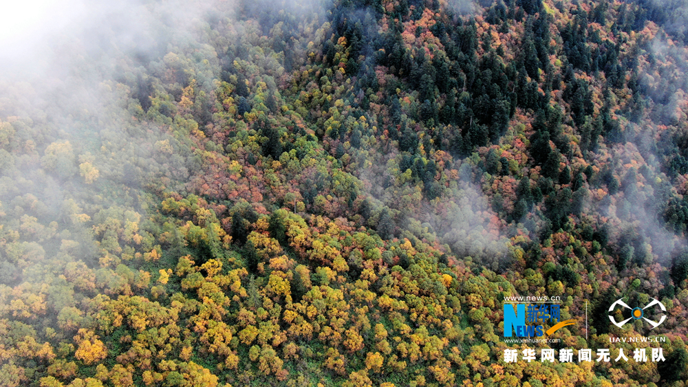 金秋时节，甘肃省陇南市宕昌县官鹅沟森林公园层林尽染、斑斓如画，五彩缤纷的颜色点缀群山大地，绚丽多彩。新华网发（刘辉 摄）