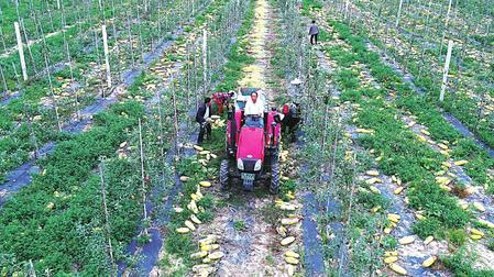 金秋时节，庆城县驿马镇太乐村李生祥家正在收获丰收的白瓜子。庆城县在调整农业产业结构中，因地制宜，积极引导农民种植经济效益较高的农作物，不断扩大经济作物种植规模，今年全县白瓜子种植总面积达到15000多亩，预计可产白瓜子120万公斤，为农户增收2000多万元。 新甘肃&middot;甘肃经济日报通讯员 李世栋 常毅博 摄（甘肃经济日报）