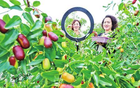 9月18日，张掖枣尚好农林科技公司昭君丽枣种植基地内，网红们现场向消费者推介昭君丽枣。 新甘肃&middot;甘肃经济日报通讯员 王 将 赵 琳 摄