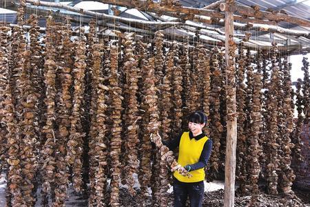 康县宏博种养殖农民专业合作社员工正在晾晒大黄。据了解，该社通过流转土地种植大黄600多亩，去年加工大黄20多吨，合作社给社员分红5万多元。新甘肃&middot;甘肃经济日报通讯员 马步虎 摄