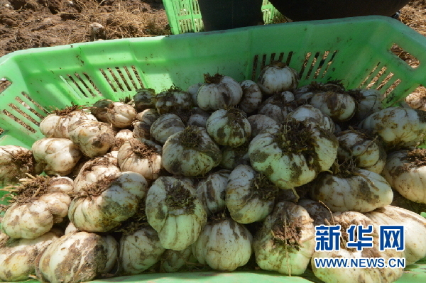 刚出土的新鲜百合 （资料图）七里河区委宣传部供图