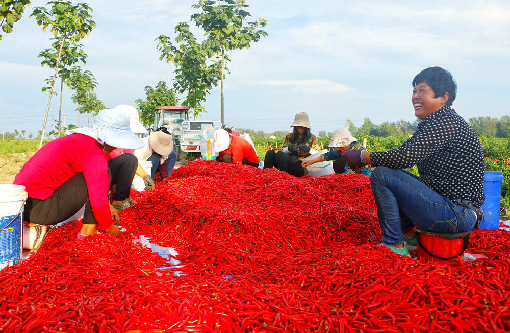柘城小辣椒映红乡村振兴路
