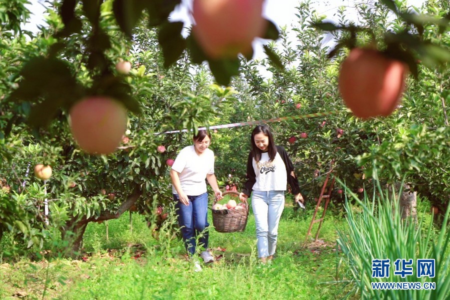 图为游客在果园采摘苹果,收获满满.
