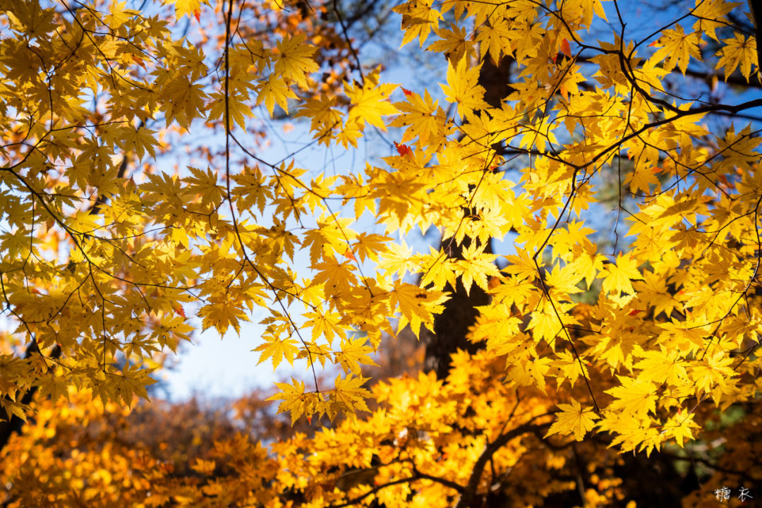赏秋去什么日本啊 最震撼的红叶就在国内 低调又绚烂 旅游情报 台山广播电视台