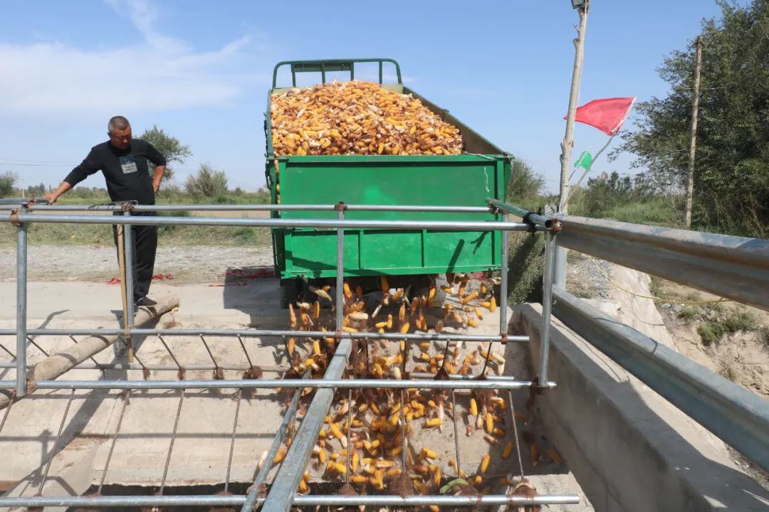 庄稼地里铺“黄金” 肃州丰乐镇超2万亩制种玉米丰收忙