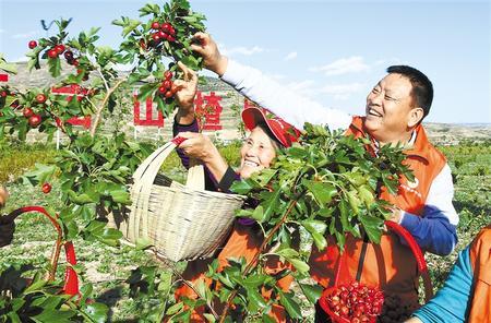 通渭县常家河山楂小镇种植户比赛采摘山楂，用自己独特的方式欢庆第四个中国农民丰收节。新甘肃·甘肃日报记者 吕亚龙