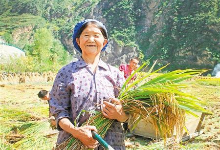 金秋时节 ，文县白水江沿岸水稻进入大面积收割期。新甘肃·甘肃日报通讯员 王小勇