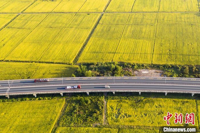 9月24日，航拍江西省九江市濂溪区境内的九景高速公路，穿越金色稻田。　祝兴勇　摄