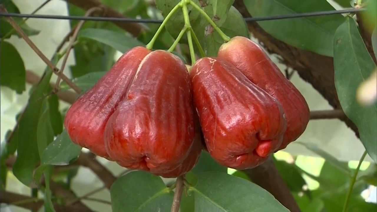 海关总署动植物检疫司宣布暂停台湾番荔枝和莲雾输入大陆