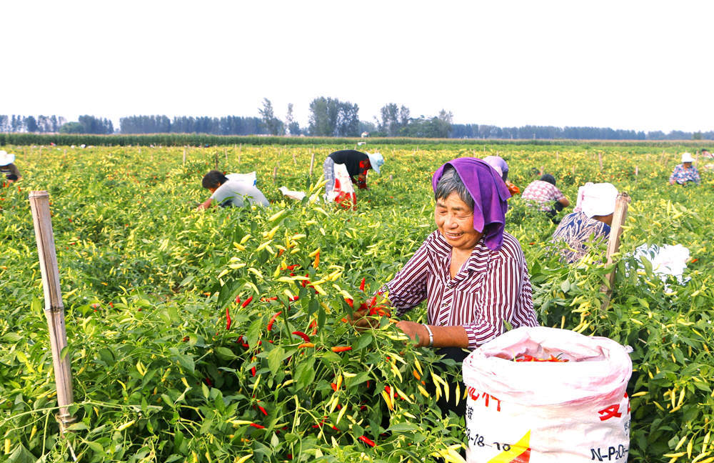柘城小辣椒映红乡村振兴路