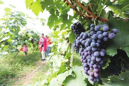 9月20日，游客在平凉市泾川县王村镇的葡萄采摘园内采摘葡萄。近年来，泾川县采取“党建引领+产业发展”模式，依托生态资源优势，发展多种产业种植，让群众在家门口就可以增收致富。新甘肃&middot;甘肃经济日报通讯员 吴希会 摄