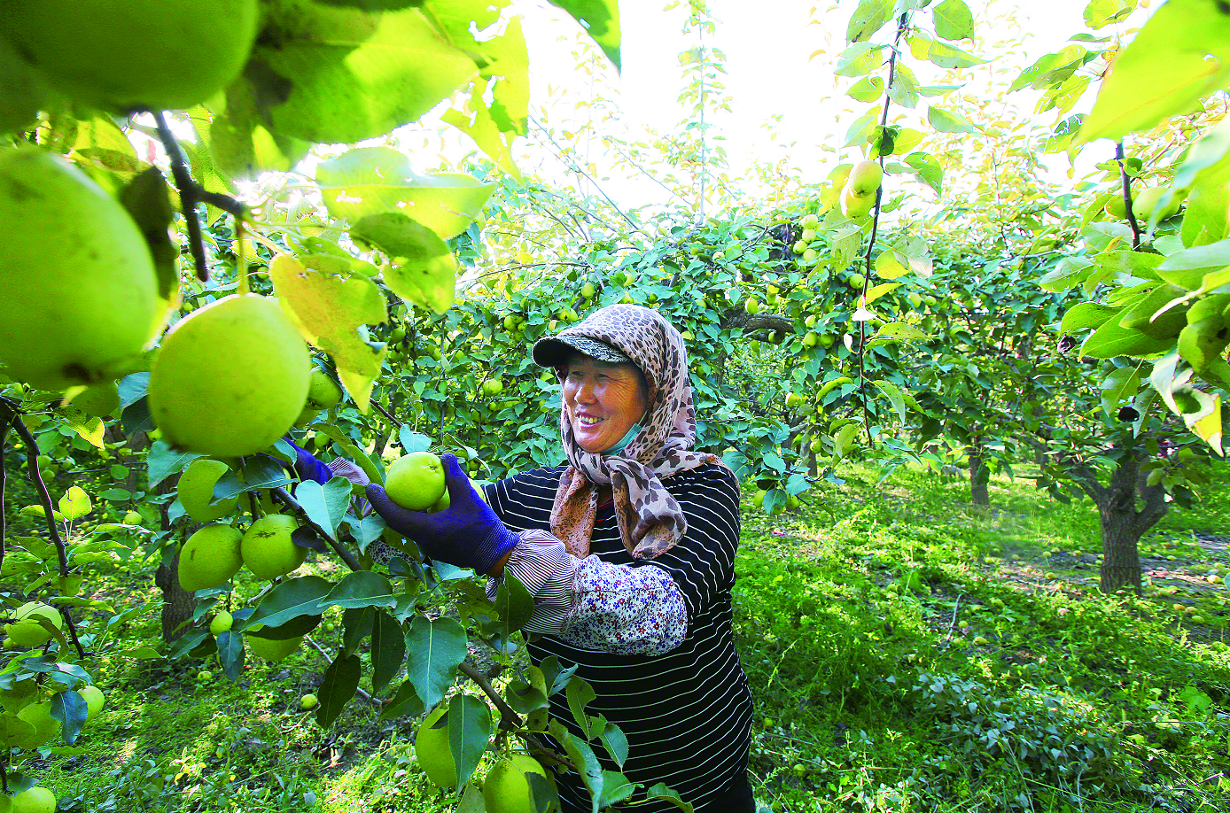 9月20日，嘉峪关市文殊镇石桥村400万斤早酥梨成熟上市，果农抢抓农时采摘、装箱、拉运、销售，果园内呈现出一派丰收繁忙的喜人景象。 新甘肃&middot;甘肃经济日报通讯员 马玉福 摄