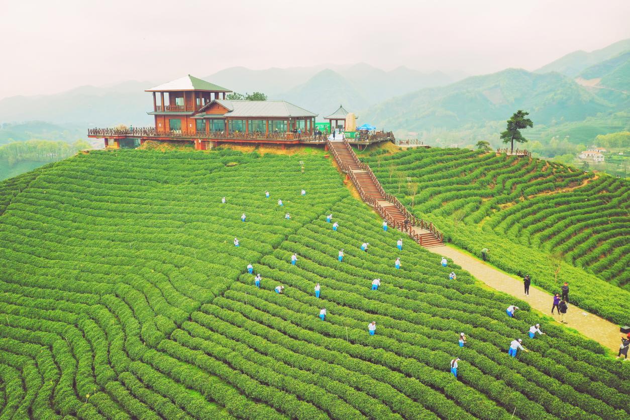 阳朔茶观园景区图片