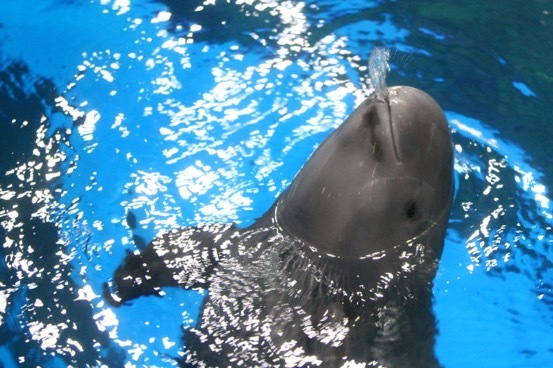 圖注:江豚照片(圖源自武漢海昌極地海洋公園)