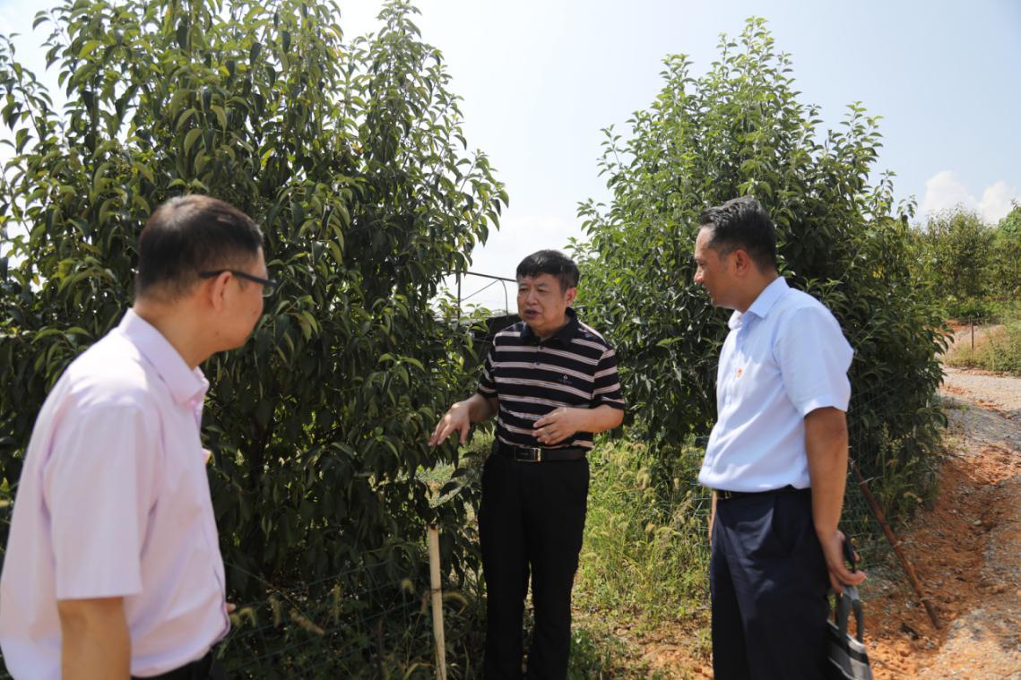 农行工作人员向陈建民了解梾木果树长势