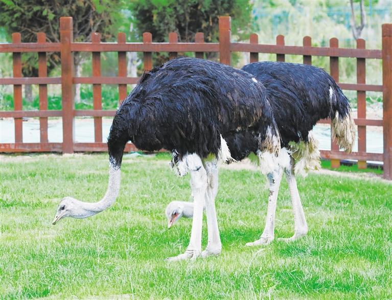 兰州野生动物园门票"从10元涨到150元" 管理方回应凤凰网甘肃_凤凰网