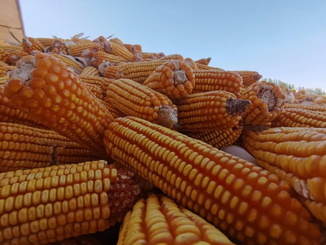 “丰”景这边独好！肃州三墩镇超4万亩玉米丰收忙