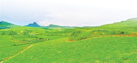 大草滩镇石咀沟村黄芪标准化种植基地