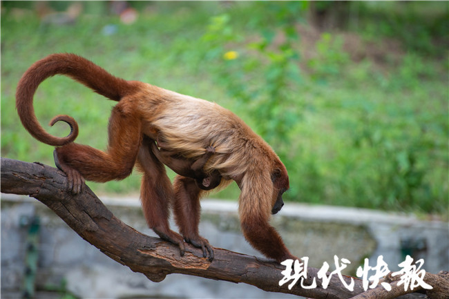 江苏省内首只南通红吼猴成功自然繁育一幼崽