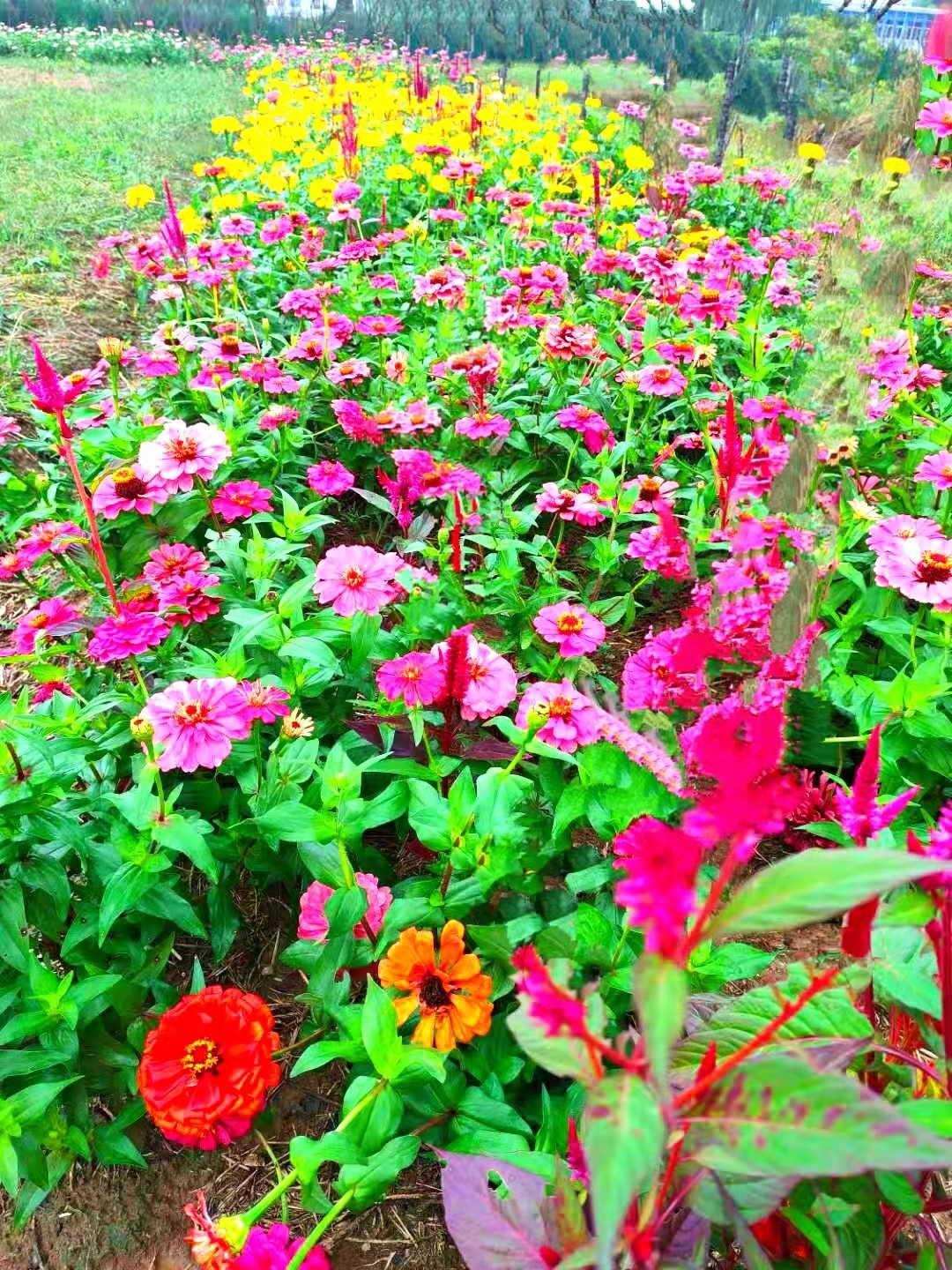 惊艳安徽无为市红庙山水涧花海景区首届葵花文化旅游节国庆盛大开幕