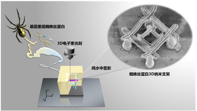 蜘蛛丝也可以用作光刻胶 凤凰网