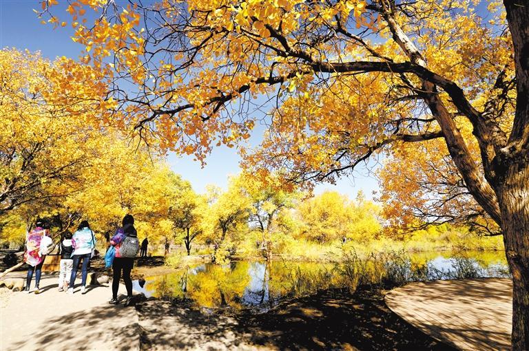 金塔胡杨美如画 段平 摄