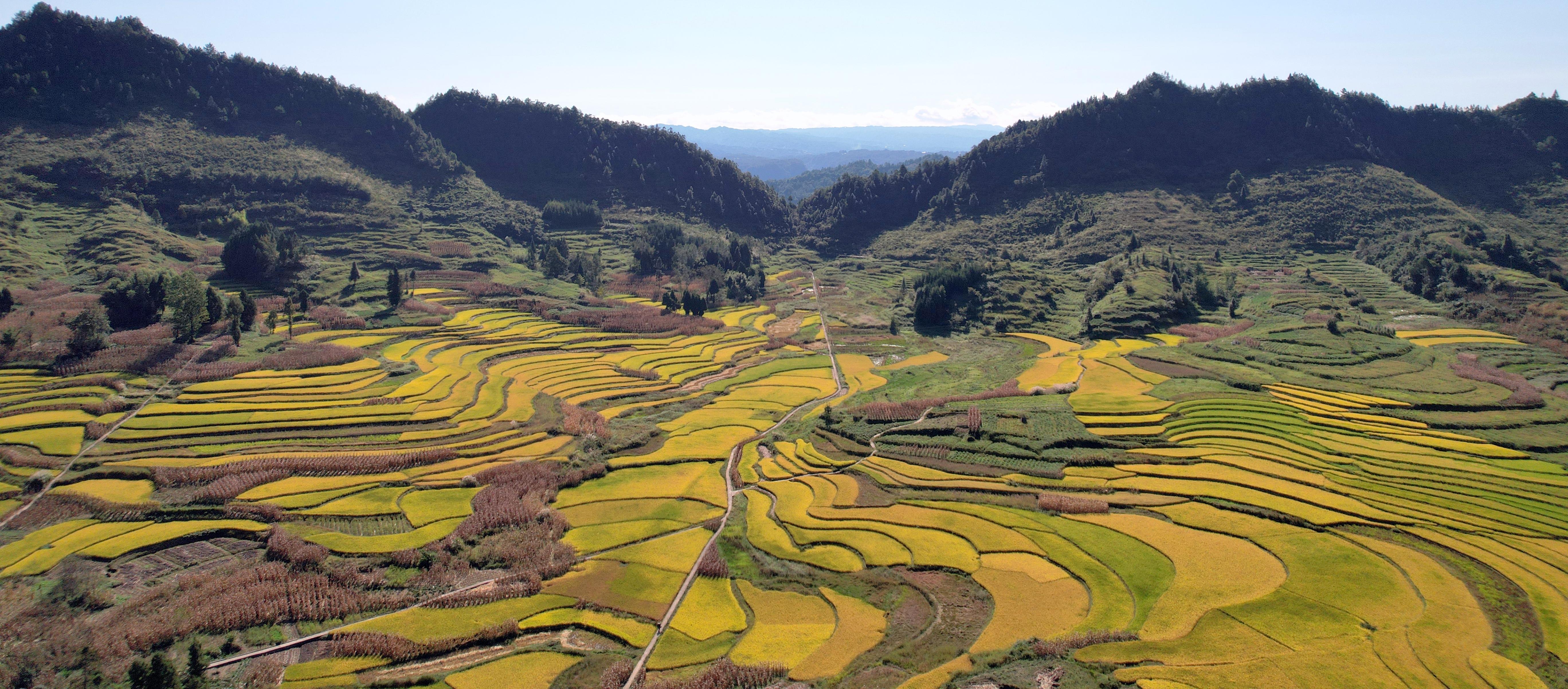 重庆石柱千野香稻香千野