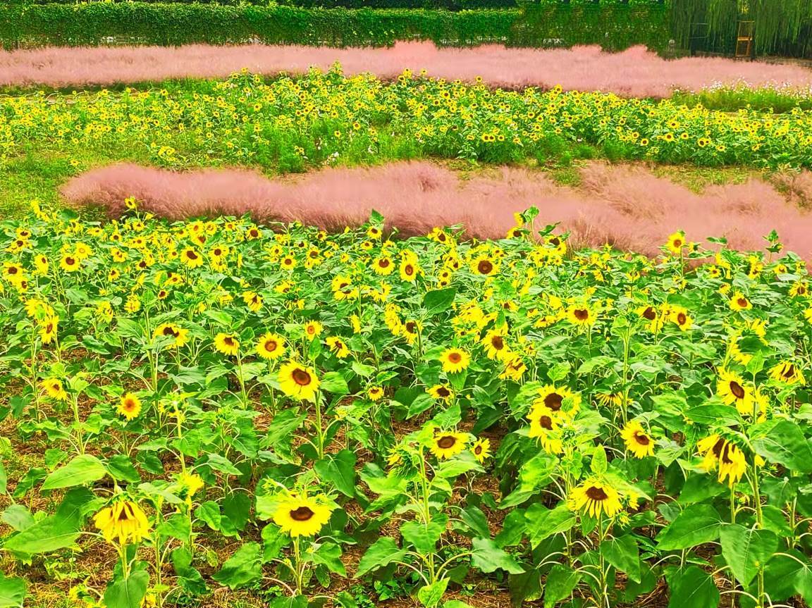 惊艳安徽无为市红庙山水涧花海景区首届葵花文化旅游节国庆盛大开幕