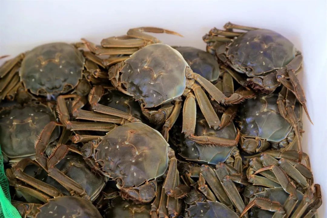 中国螃蟹品种大全图片