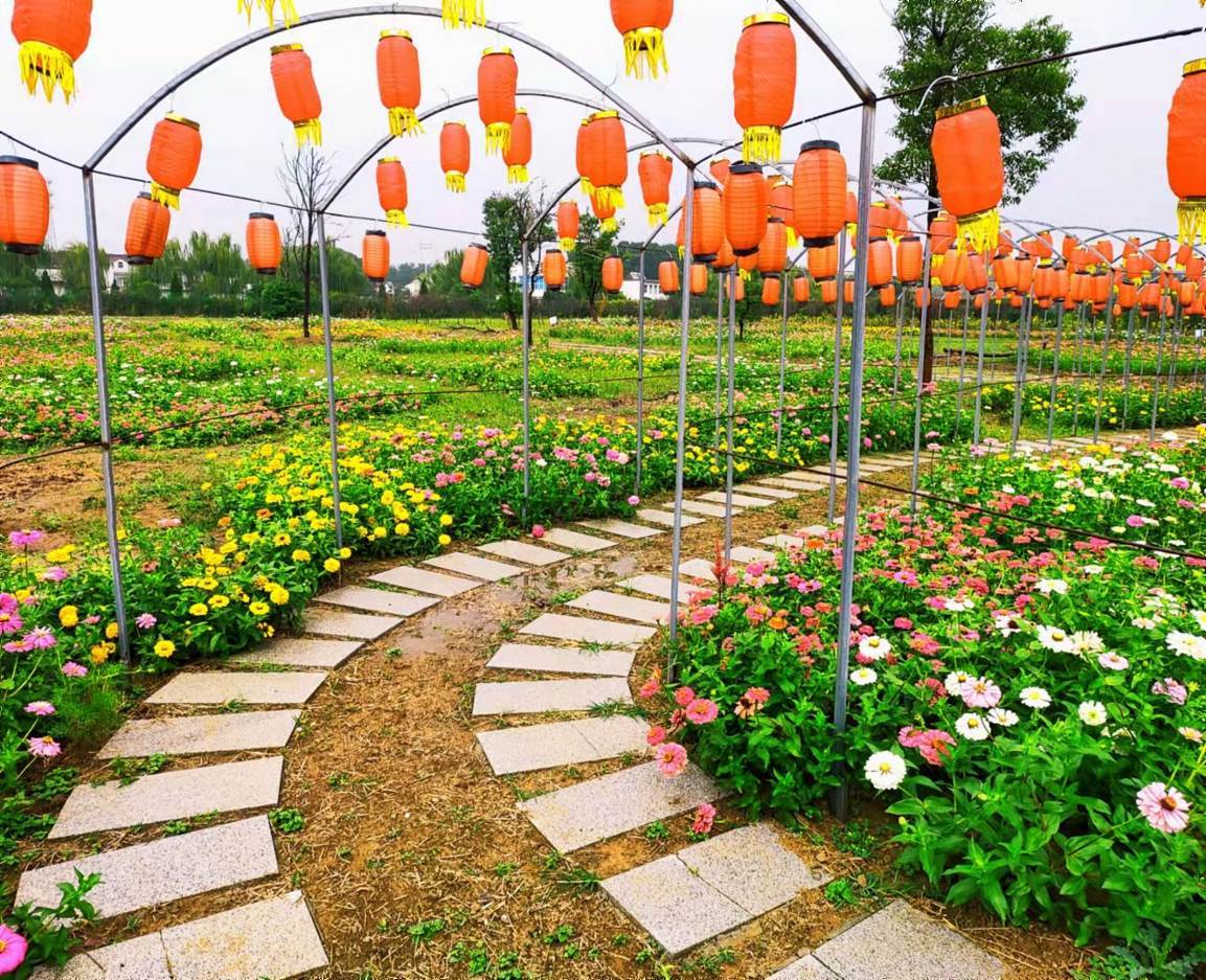 惊艳安徽无为市红庙山水涧花海景区首届葵花文化旅游节国庆盛大开幕