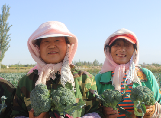 打造高原夏菜“金”产业 肃州农户踏上富“蔬”之路