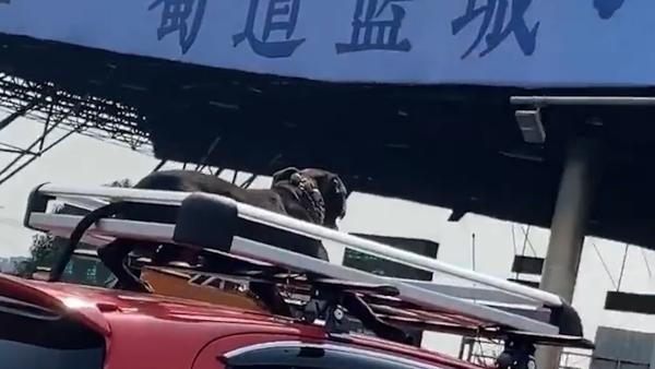 成都一车主将小狗拴在车顶上高速，网友：狗狗怎么受得了