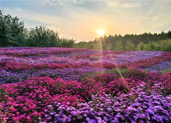 太美啦抚顺新增近万平方米花海国庆节是最佳观赏期