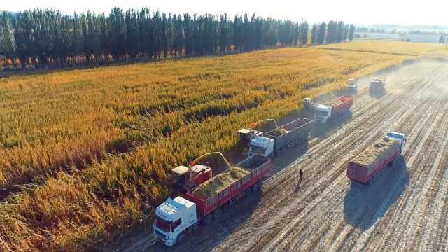壮美秋收！航拍新疆拜城60万亩玉米全程机械化收割