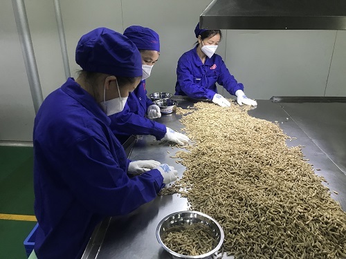 净选间操作人员挑选麦冬
