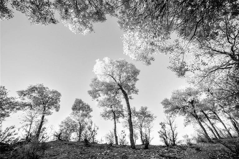 敦煌胡杨 掌上兰州&middot;兰州晨报通讯员 王斌银 摄