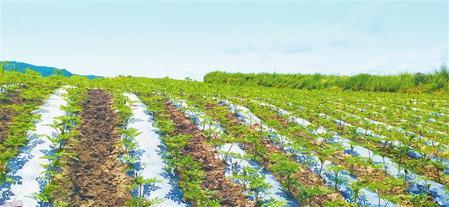 种植基地内一派生机，中药材长势喜人。