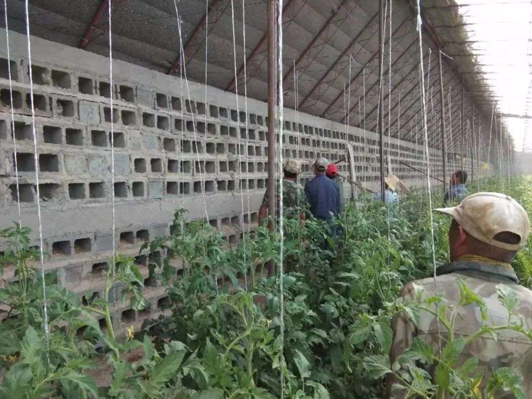 戈壁温室“脱胎换骨” 为肃州生态农业发展注入新动能